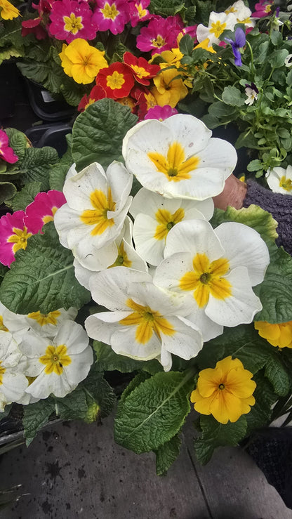 Primrose White Yellow flower full sun easy care