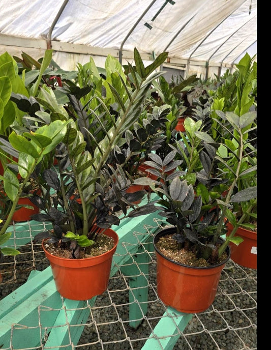 Black ZZ in 8 inch pot 1.5-2 feet tall