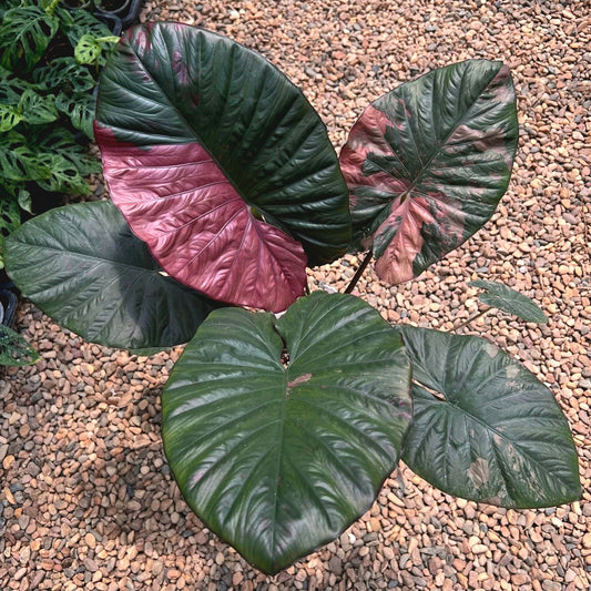 Alocasia 'Serendipity' XL Variegated Rare Plant, Get Similar 2-3 Feet tall big leaves
