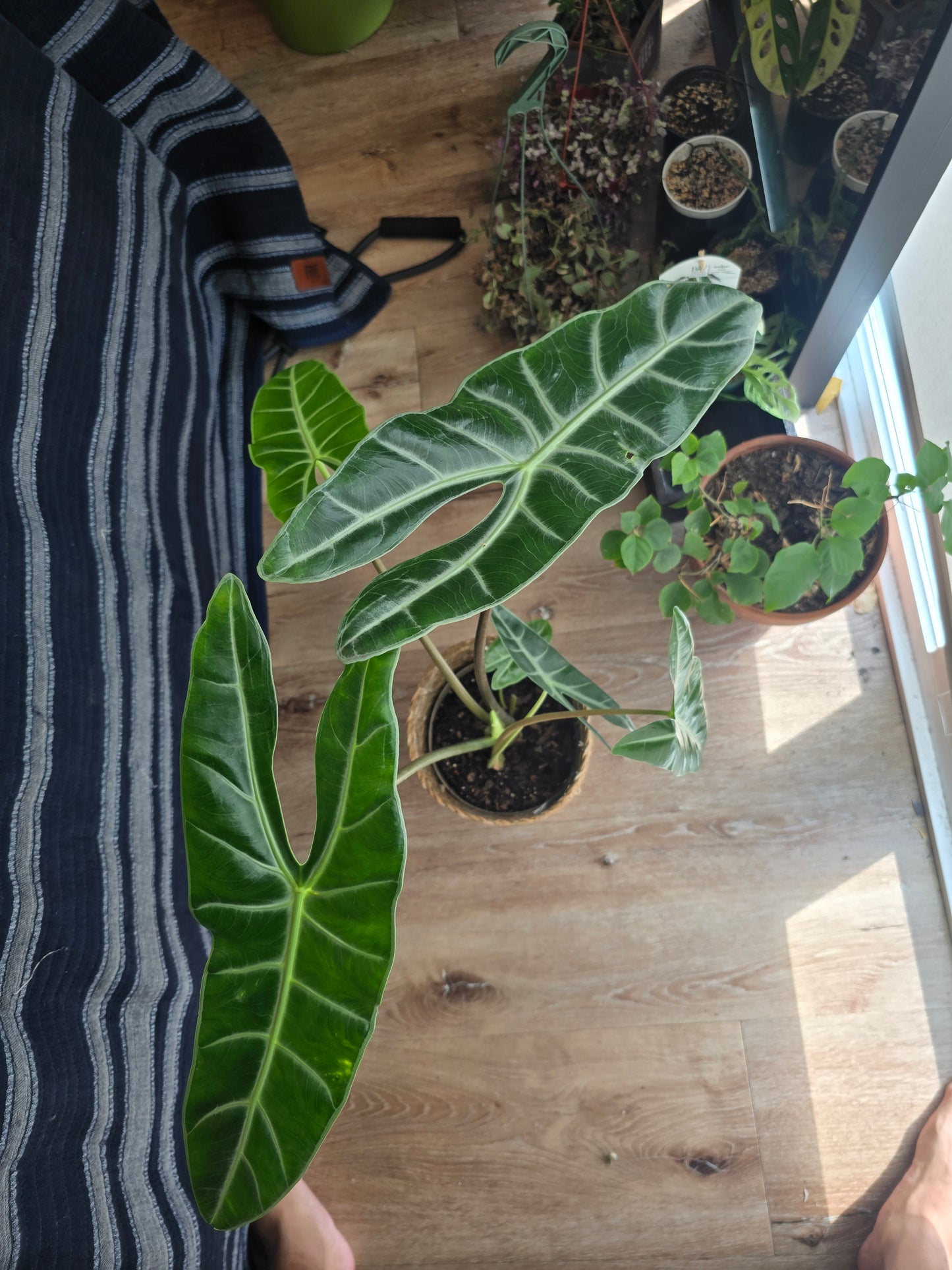 7 inch pot-Alocasia Longiloba Big Plant 1.5 ft tall very Elegant - Get Similar