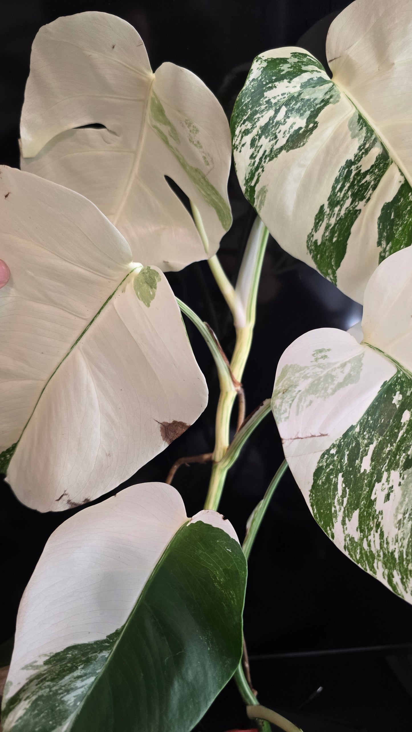 Monstera 'Albo' White Marble Halfmoon Variegated Rare Plant-Exact Plant Dec 25, 2024