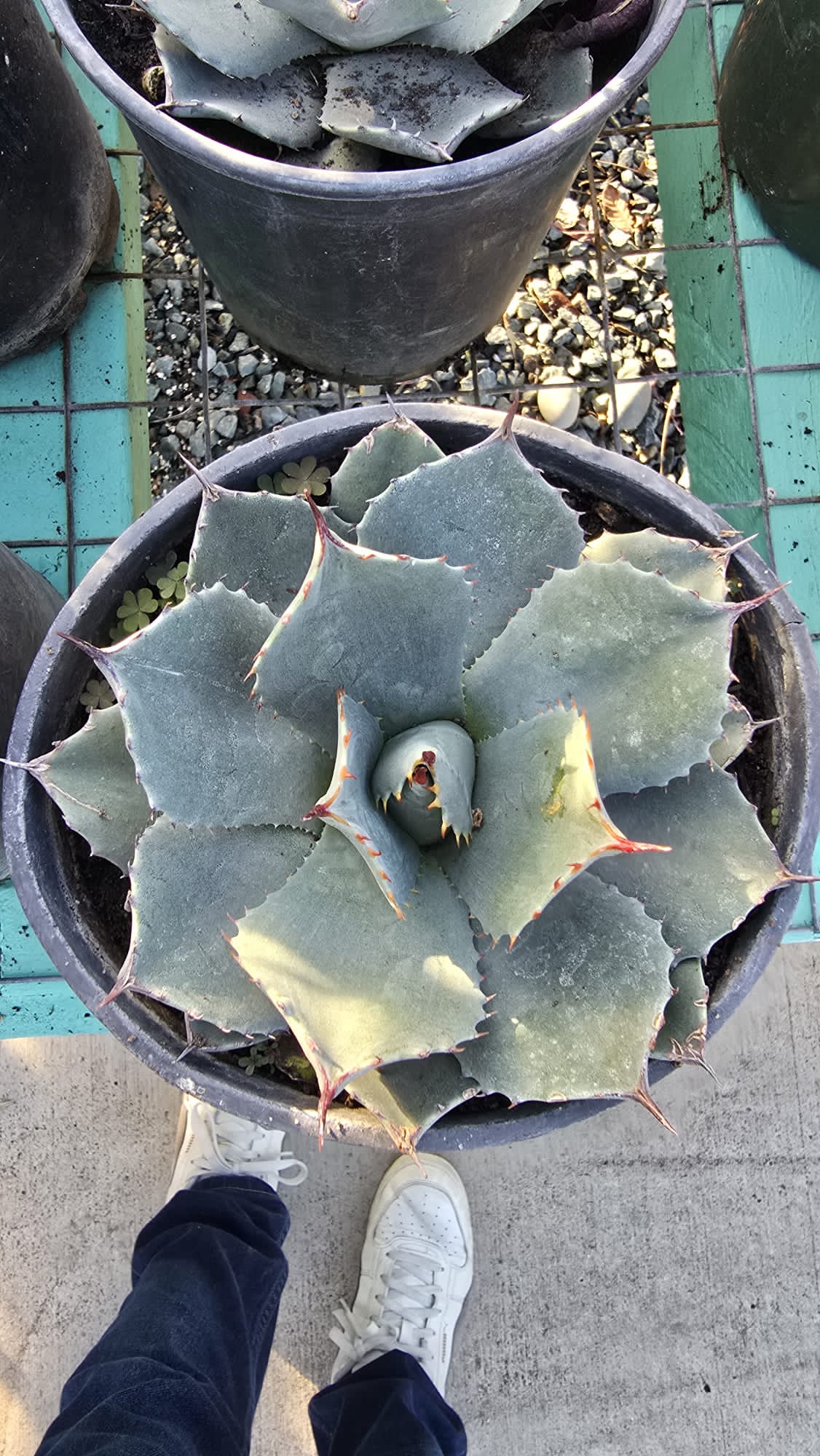 Agave parrasana in 6 inch pot full sun easy care
