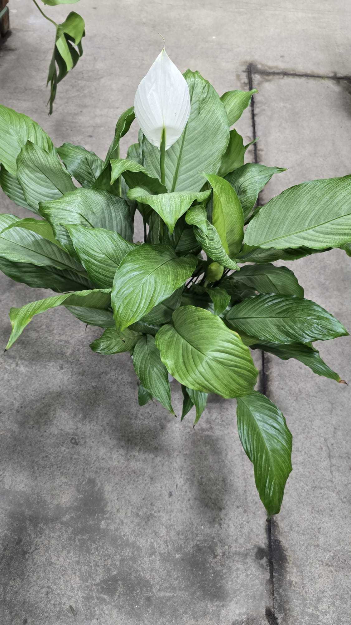 Silver mist peace lily in 8 inch pot white flower