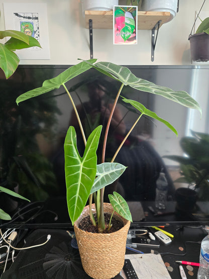 7 inch pot-Alocasia Longiloba Big Plant 1.5 ft tall very Elegant - Get Similar