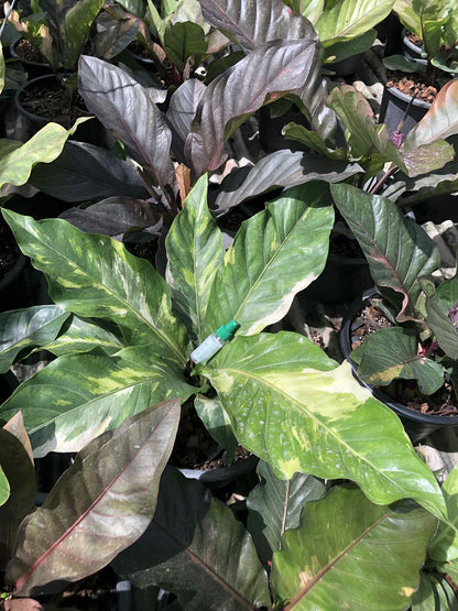 Variegated Anthurium XL "bird's nest" type, likely an Anthurium Superbum or Hookeri get similar, roots in moss