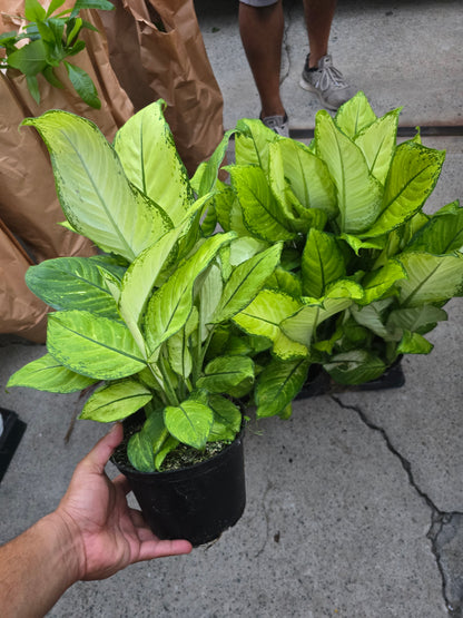 6 inch Pot- Big 1.5 ft. tall Dieffenbachia 'Camouflage'  Indoor Plant easy care air Purifier- Get similar to picture!