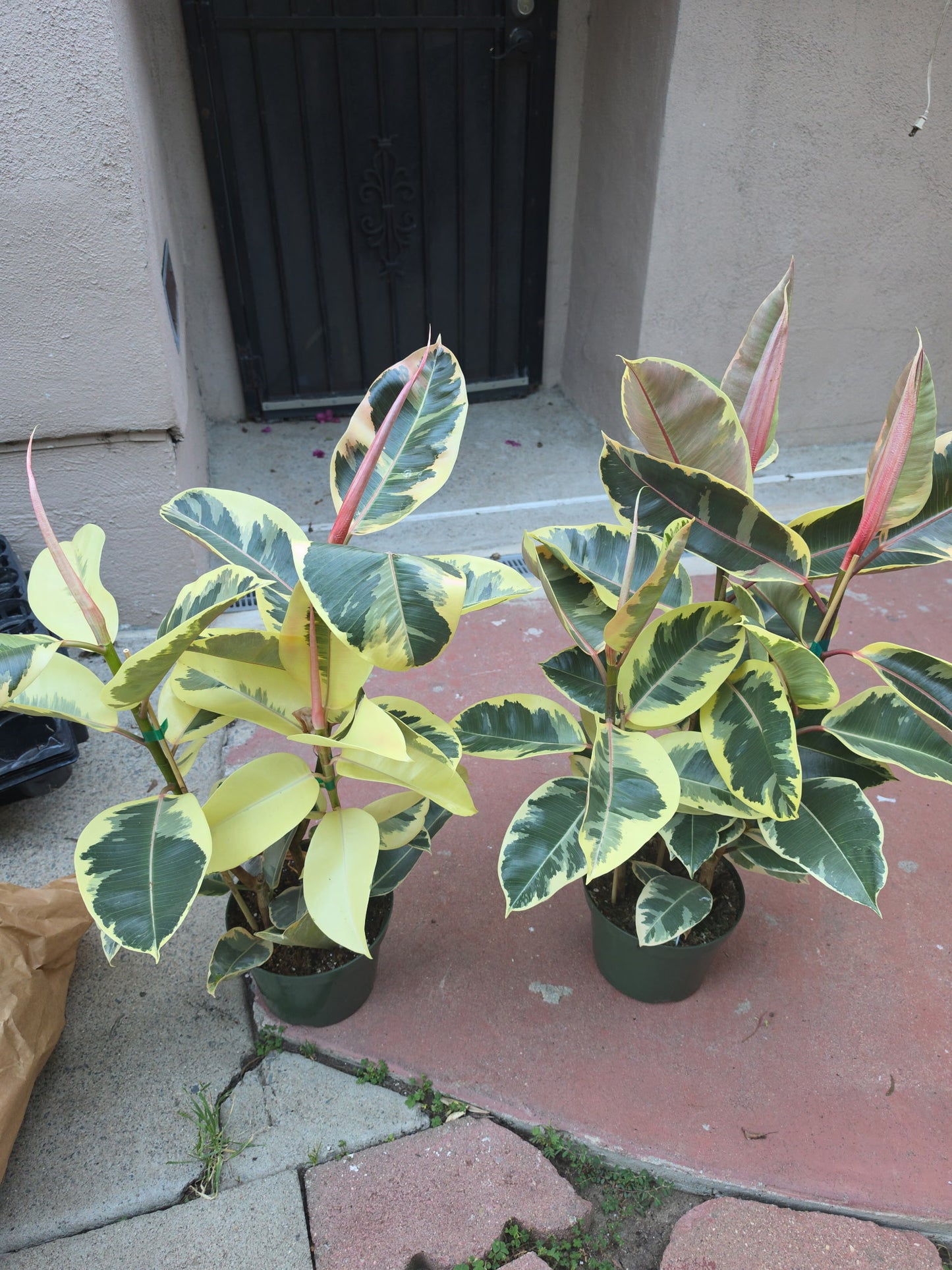 8" Pot - XL size Ficus elastica "Tineke" Variegated Rubber Tree - Get one similar to picture