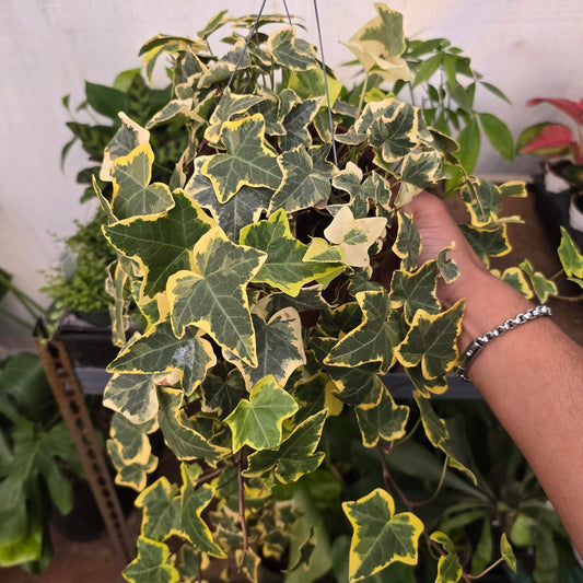 Ivy Variegated Hedera helix, aka English ivy in 6 inch pot