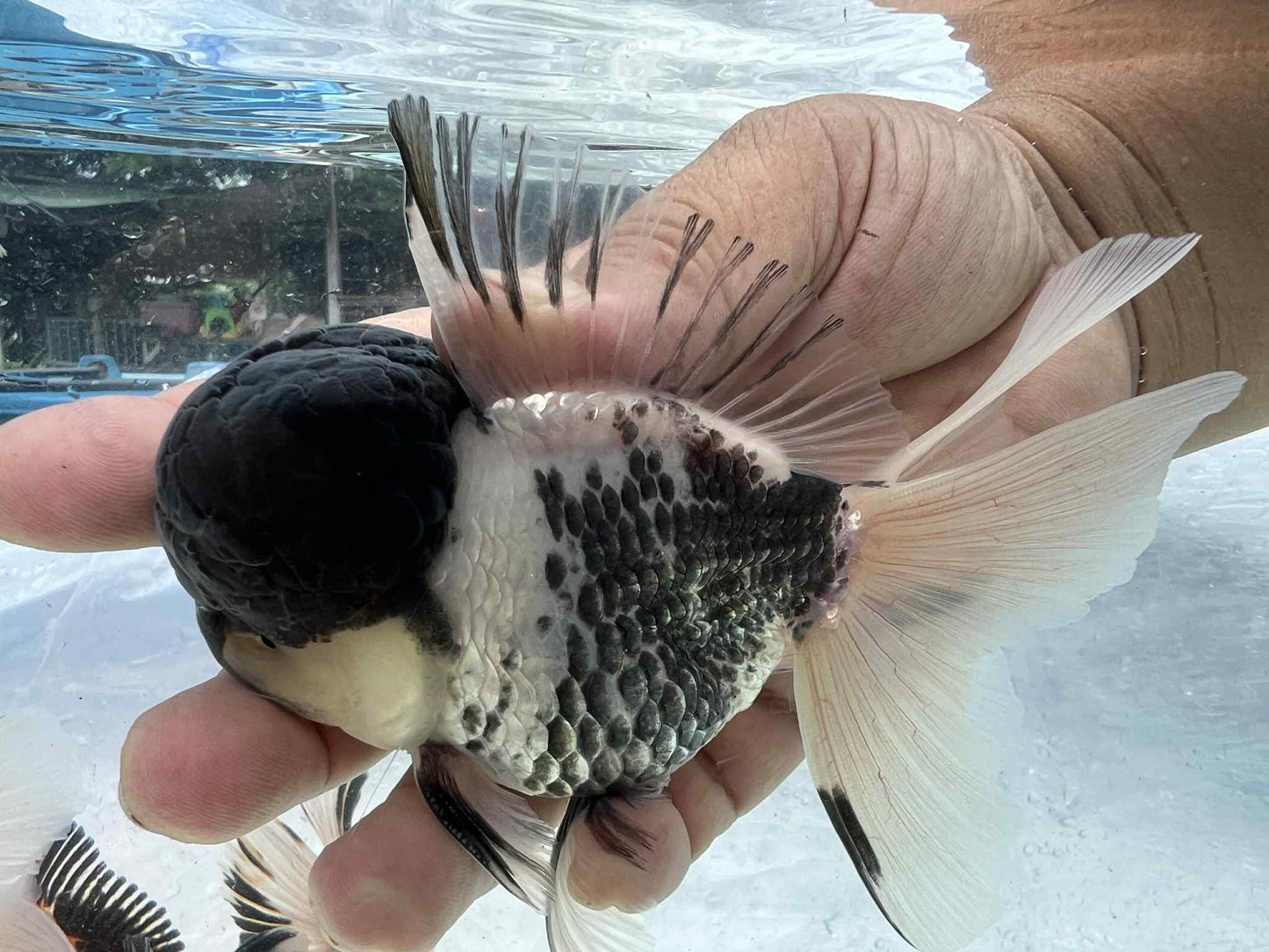 (ORA-07-AA/AAA) Panda Oranda High Quality Wholesale Bag - Pick Size and Quantity in Bag