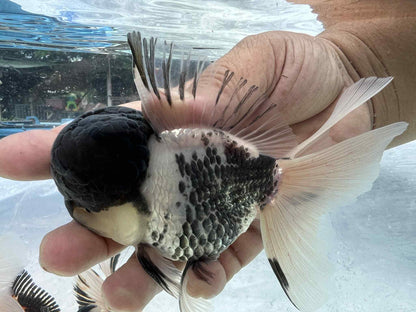 (ORA-07-AA/AAA) Panda Oranda High Quality Wholesale Bag - Pick Size and Quantity in Bag