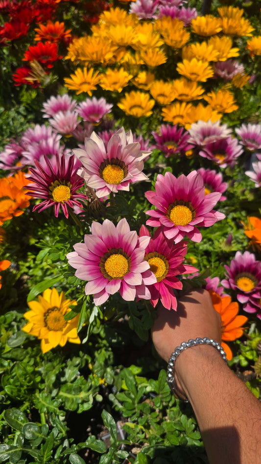 Gazania flowers Pink, also known as Treasure Flowers or African Daisies 6 set of 4 inch pot