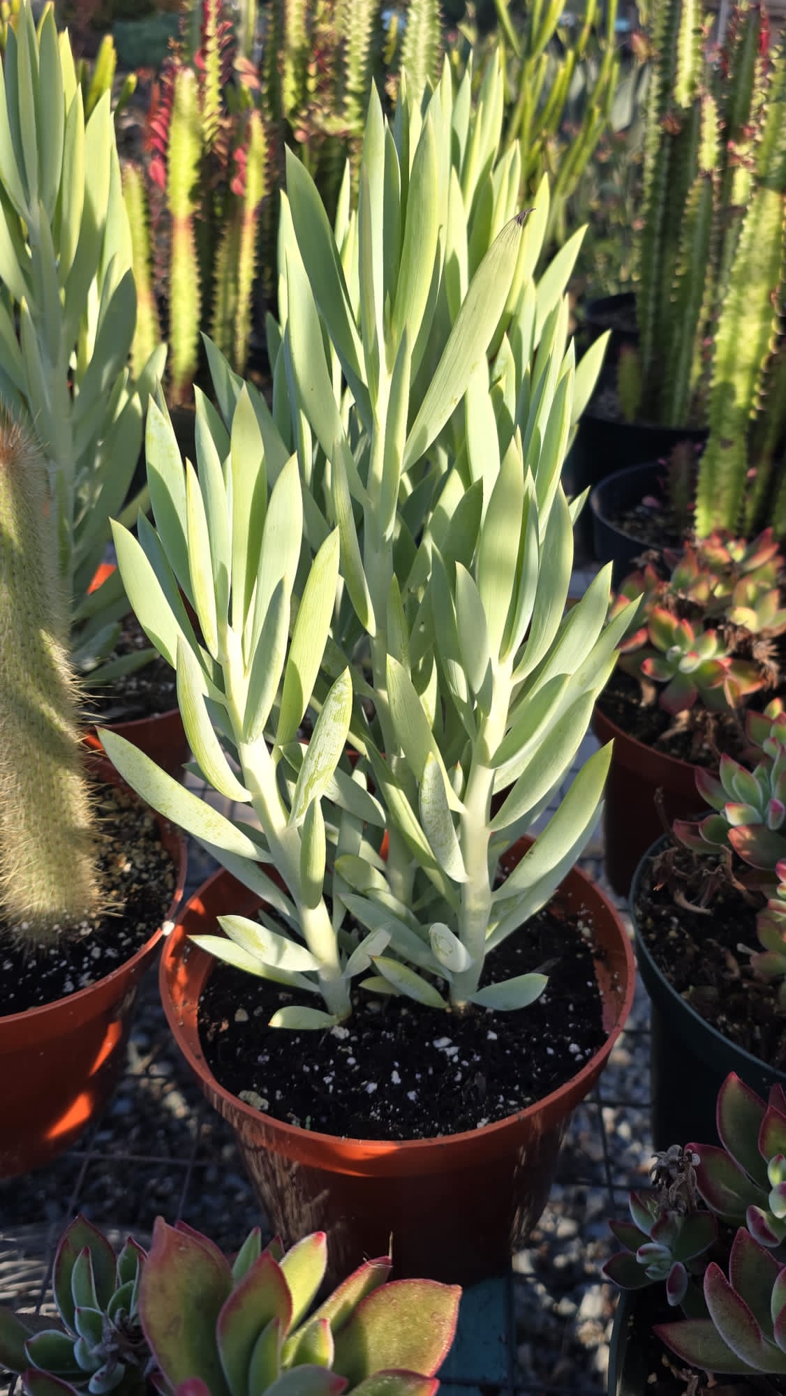 Curio ficoides, syn. Senecio in 6 inch pot Easy carpet plant full sun
