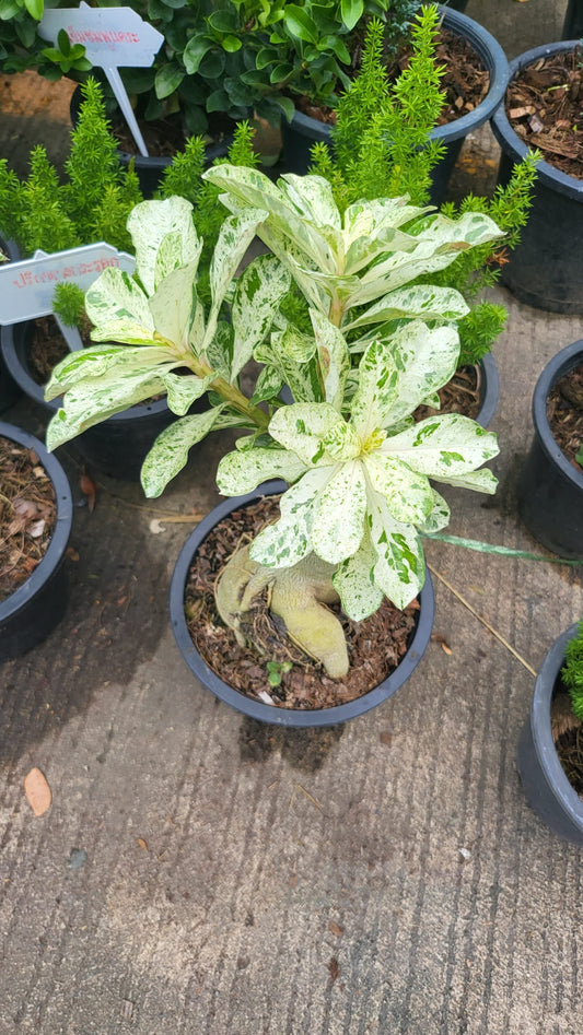 Desert Rose Adenium obesum Variegated - Root in moss/planted - Get similar as picture