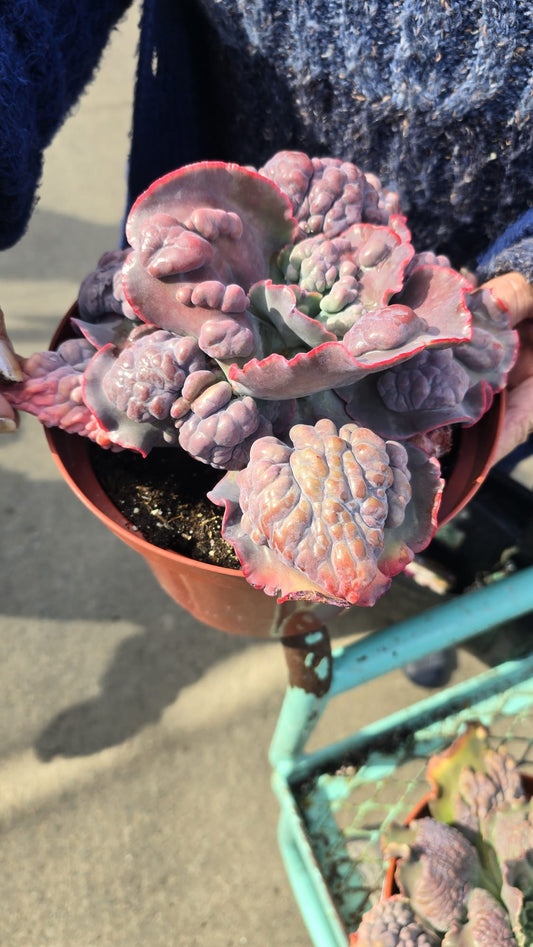 Echeverias with Carunculations in 8 inch pot