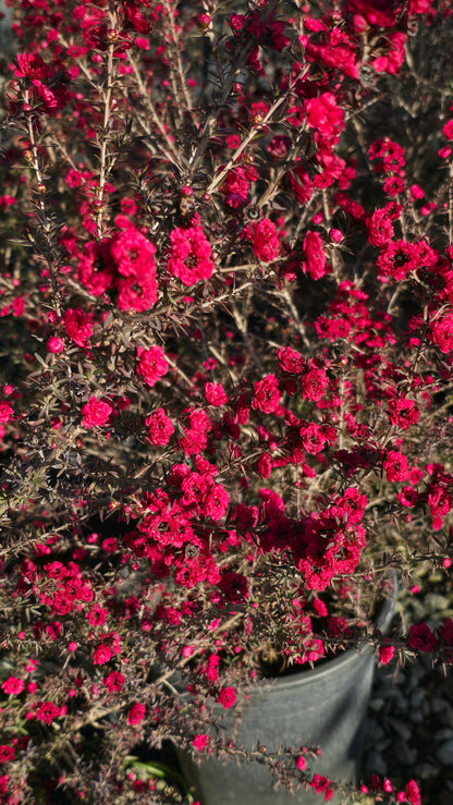 Leptospermum scoparium 'Ruby Glow 5 gallon pot 5tf tall - Get similar