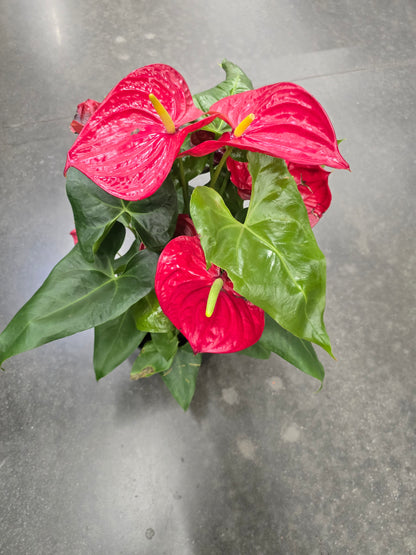 8 inch Pot XL Anthuriums Red Flower Big Plant- Get similar to picture