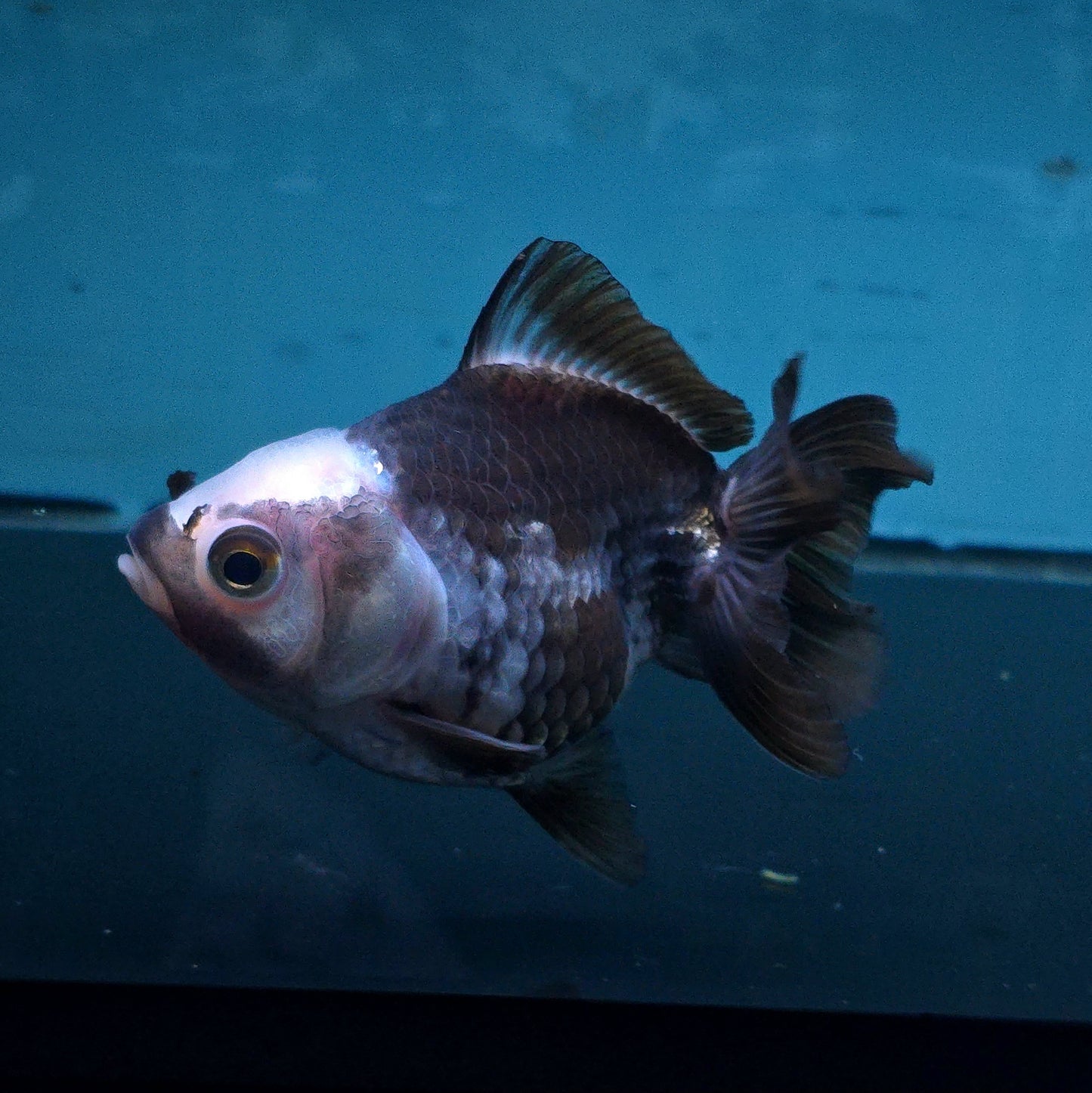 Live Exact Goldfish Oranda Show Quality Panda Yuanbao style 3.5 inch total size Female (GF1)