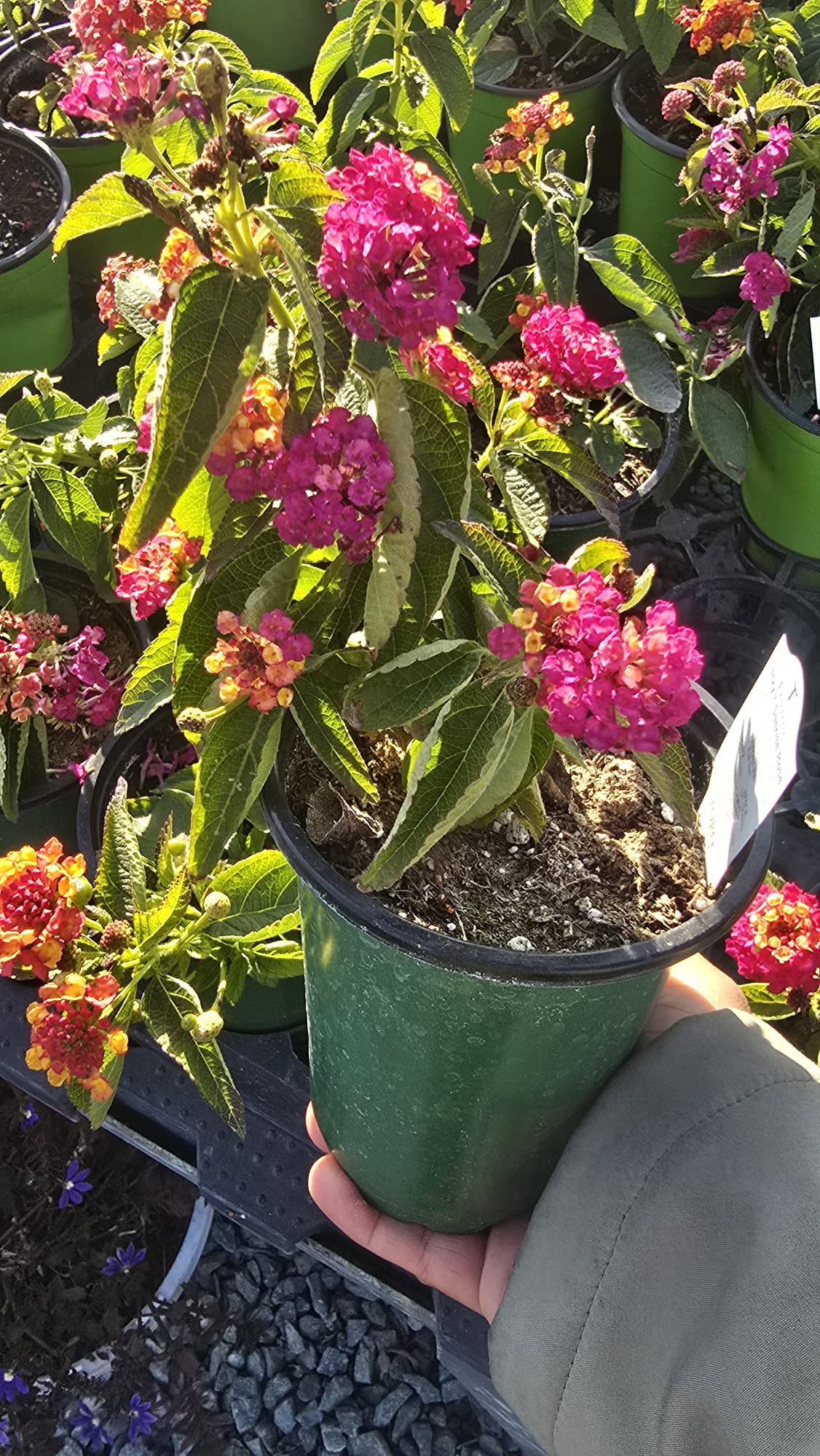 Pink West Indian Lantana camara plant in 5 inch pot Easy care