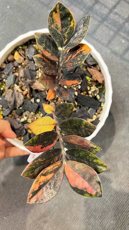 Black ZZ Yellow Variegated 10+ leaves AAA grade