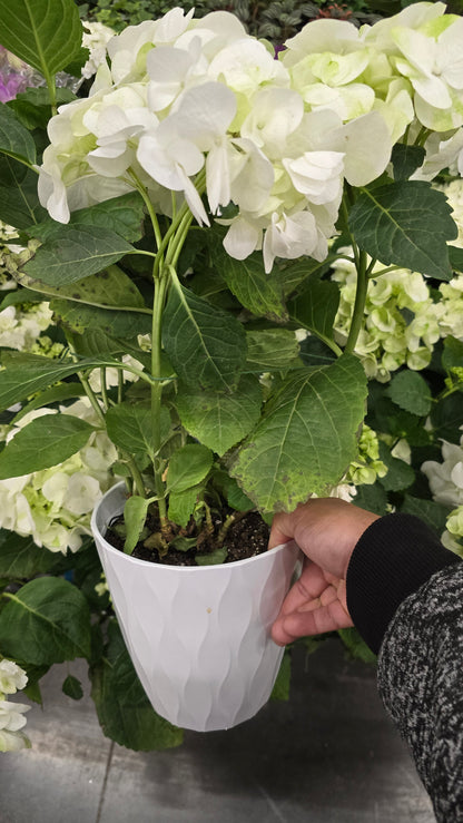 Hydrangea White, Christmas gifts in 6 inch pot- Get Similar