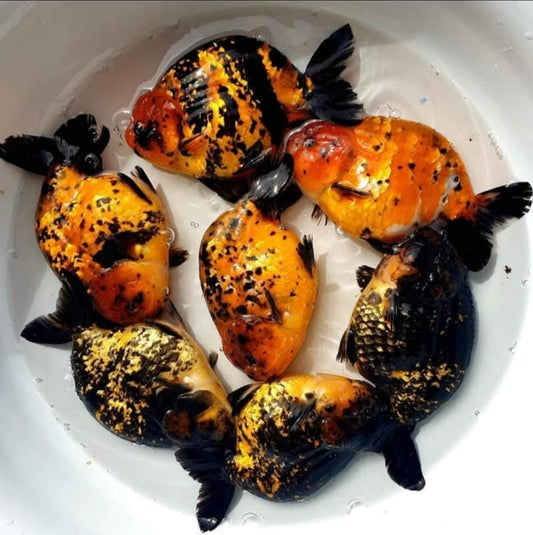 (RAN-13-AA/AAA) Tiger Red Ranchu High Quality Wholesale Bag - Pick Size and Quantity in Bag