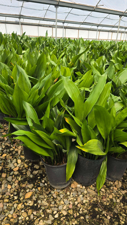 Cast Iron Plant (Aspidistra elatior) - Tough, Low-Light Houseplant in 5 gallon pot