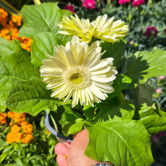 Barberton daisy white flower Gerbera jamesonii in 6 inch pot