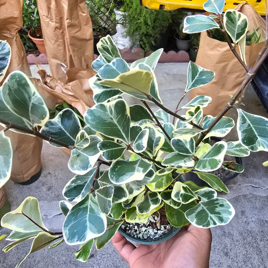 Ficus triangularis 'variegated'in 4 inch pot