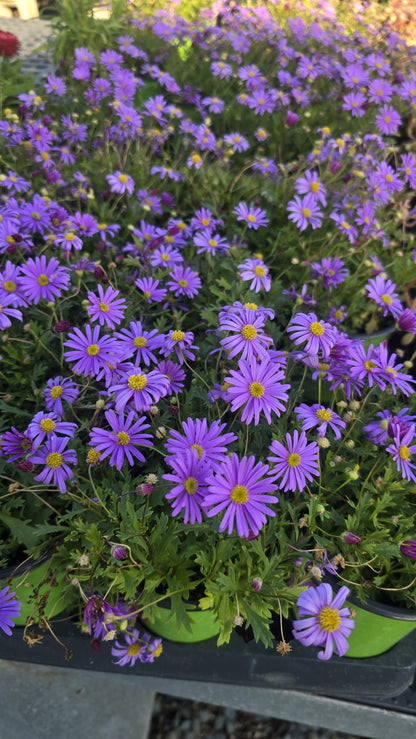 Brachyscome iberidifolia, Swan River daisy easy care purple flower in 5 inch pot