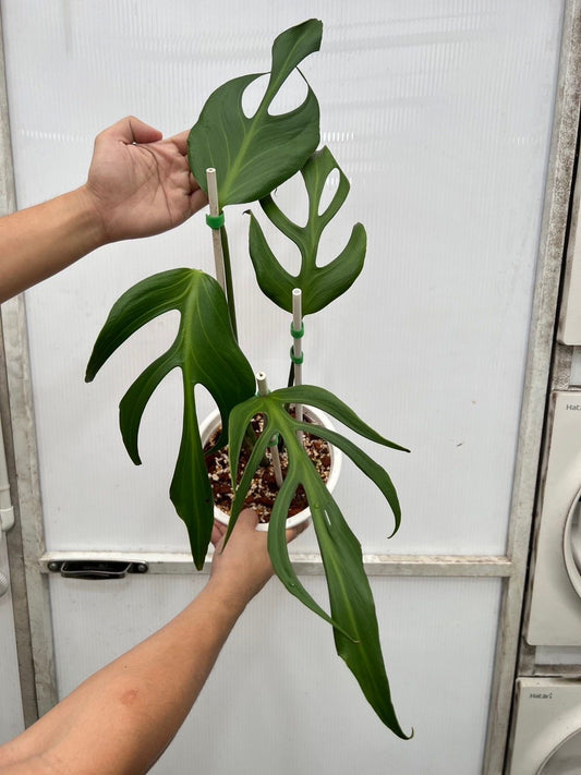 (UG)Root in moss cut 3-4 leaves- Monstera Burle Marx Rare XL Plant- Get Similar