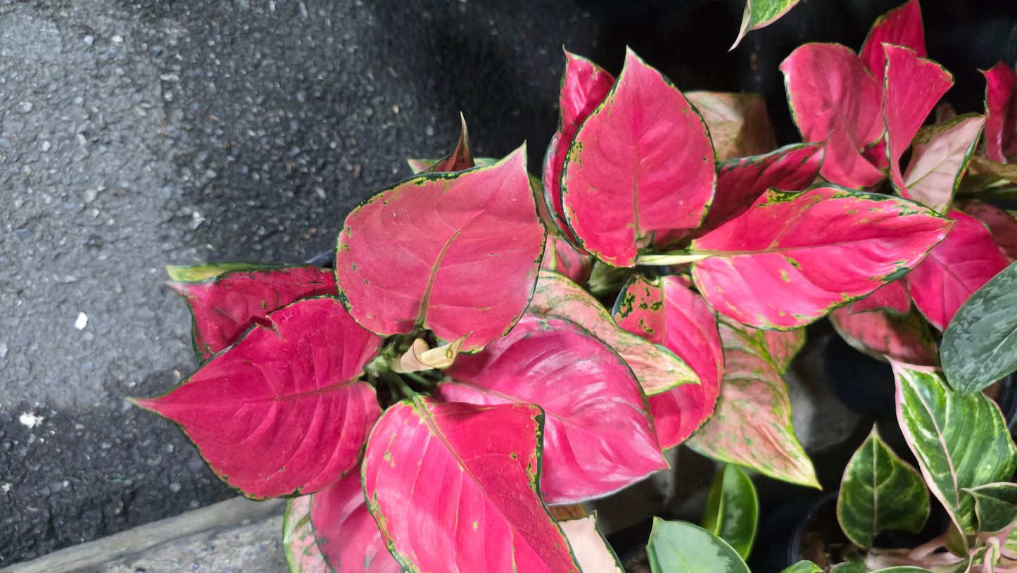 Aglaonema Pink Silver Cherry in 4 inch pot