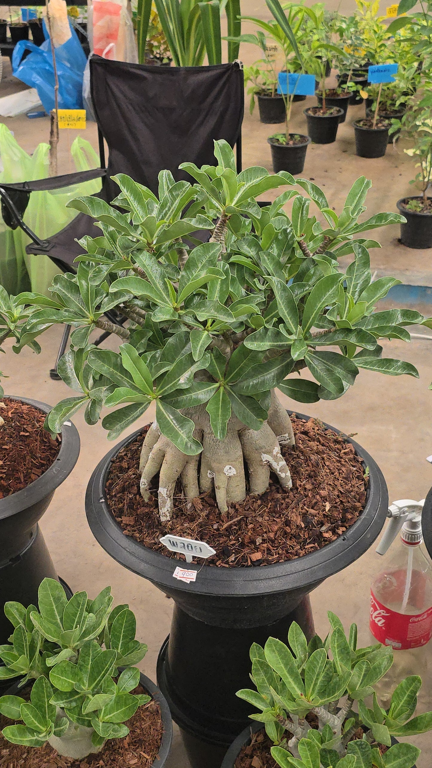 Adenium arabicum root in moss