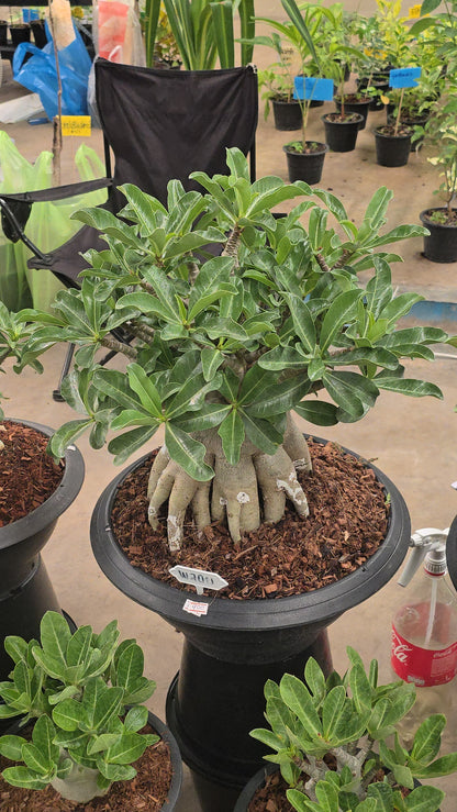 Adenium arabicum root in moss
