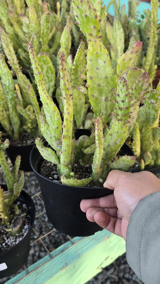 Opuntia monacantha Cactus in 6 inch pot