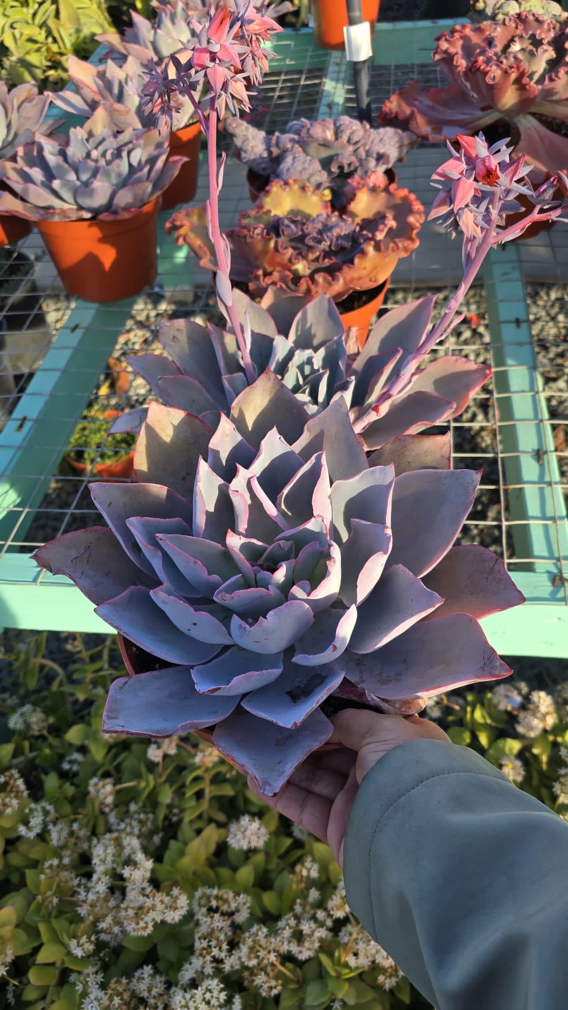 Echeveria purple in 6 inch pot full sun easy care