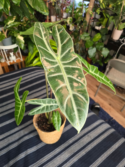 7 inch pot-Alocasia Longiloba Big Plant 1.5 ft tall very Elegant - Get Similar