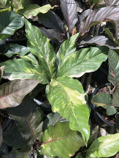 Variegated Anthurium XL "bird's nest" type, likely an Anthurium Superbum or Hookeri get similar, roots in moss