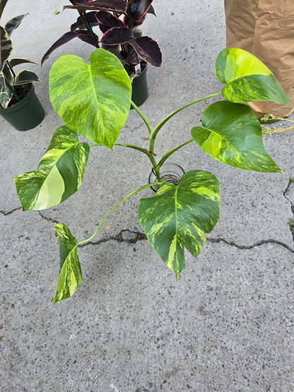 (UG-05)Root in moss 4+ leaves- Monstera Delisiosa 'Aurea' Variegated Rare Plant- Get Similar to the picture