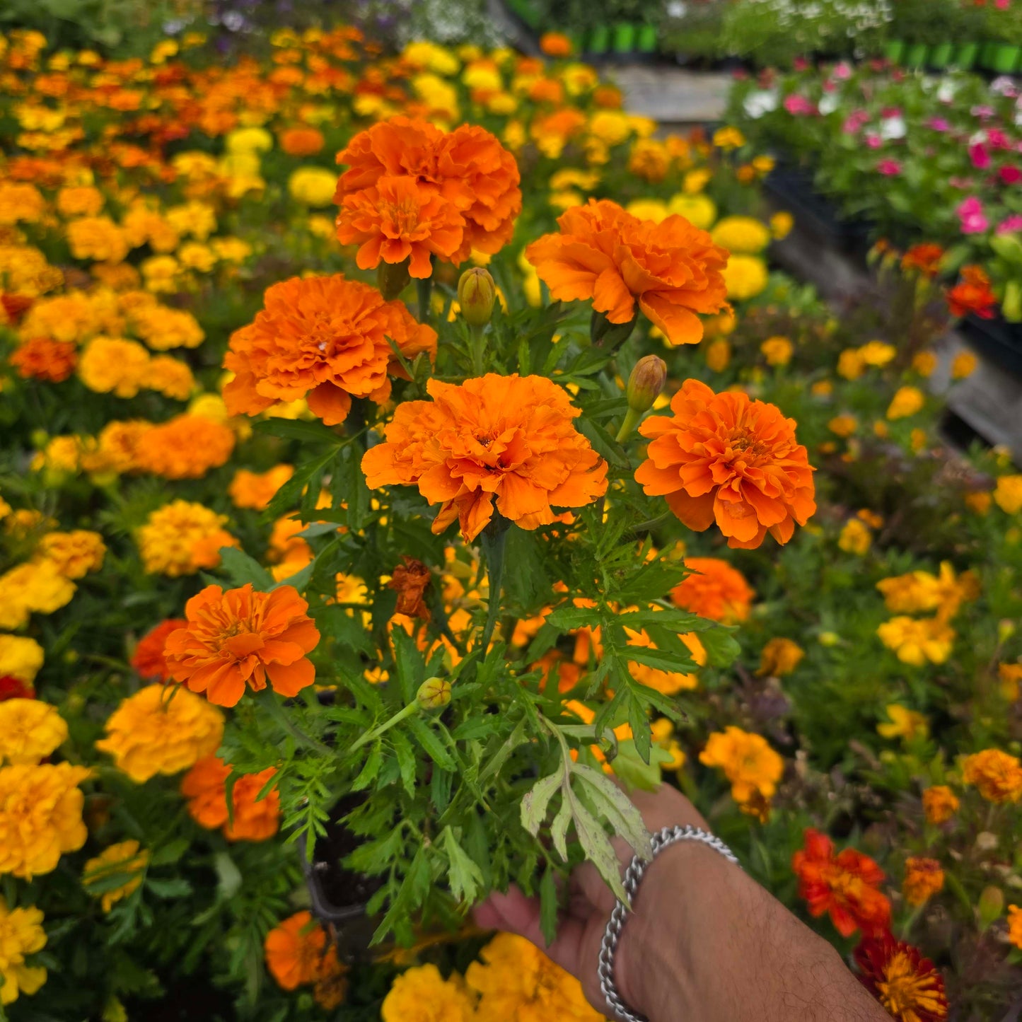 African Marigolds Orange 6 pot of 4" set (Tagetes erecta) – Bold, Long-Blooming Garden Flower