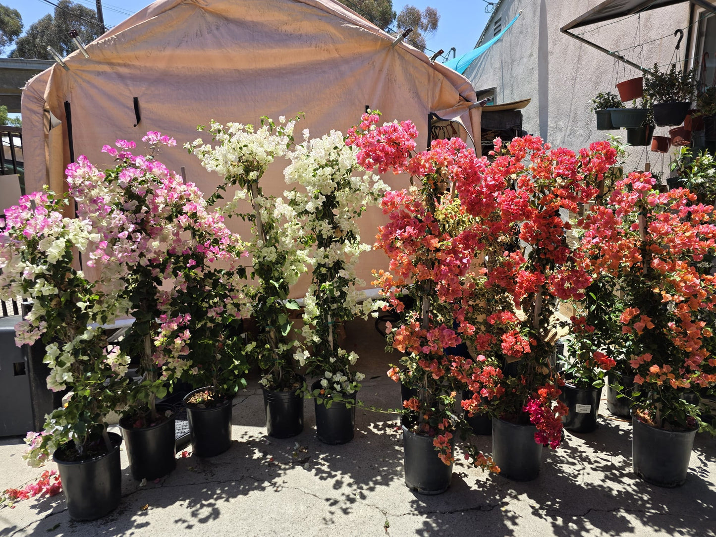 Bougainvillea Orange in pole 4 ft tall