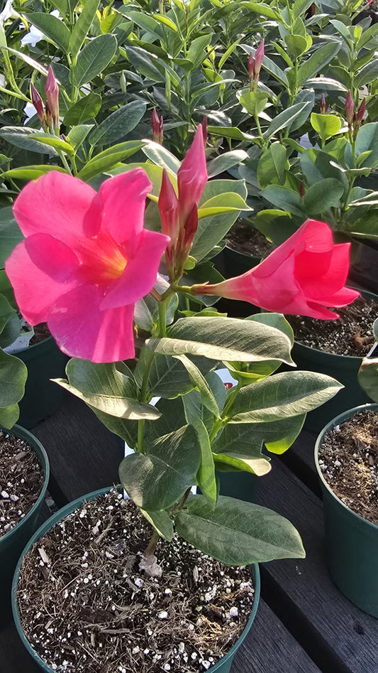 Brazilian jasmine pink flower Mandevilla sanderi in 6 inch pot