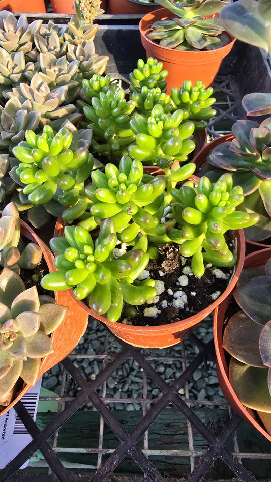 Jelly Bean Plant succulent in 4 inch pot