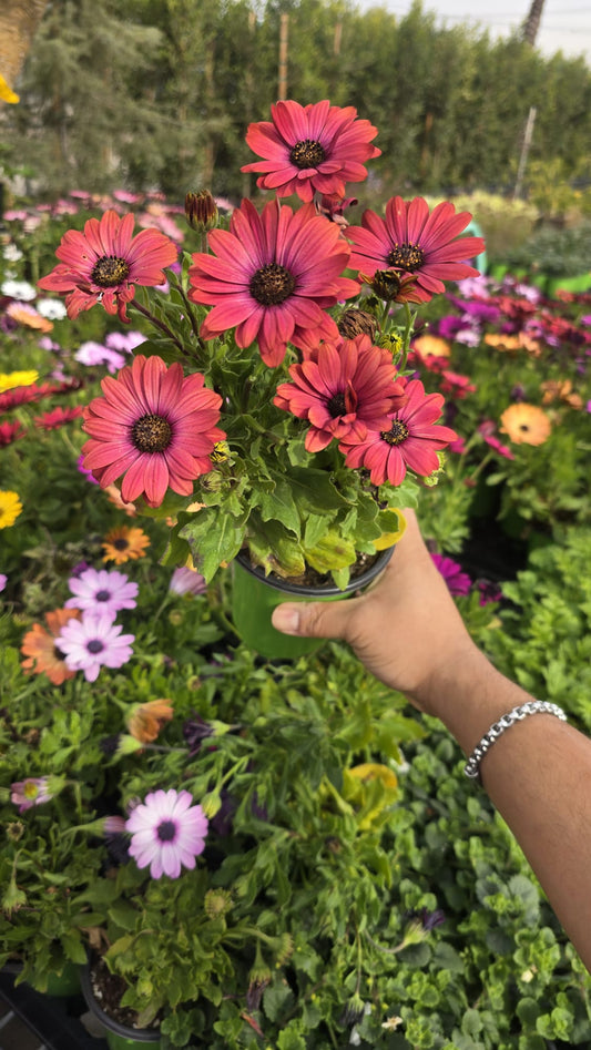 Maroon Shrubby daisybush in 5 inch pot