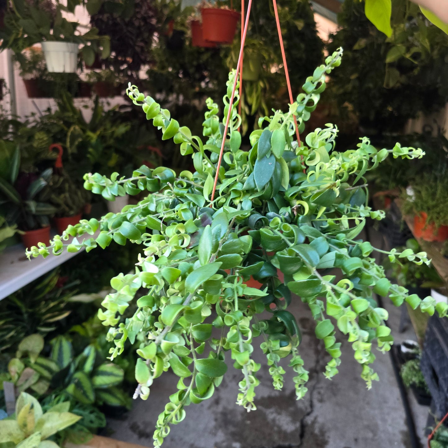Curly Lipstick Plant(give flowers) shade indoor and outdoor easy care in 6 inch pot