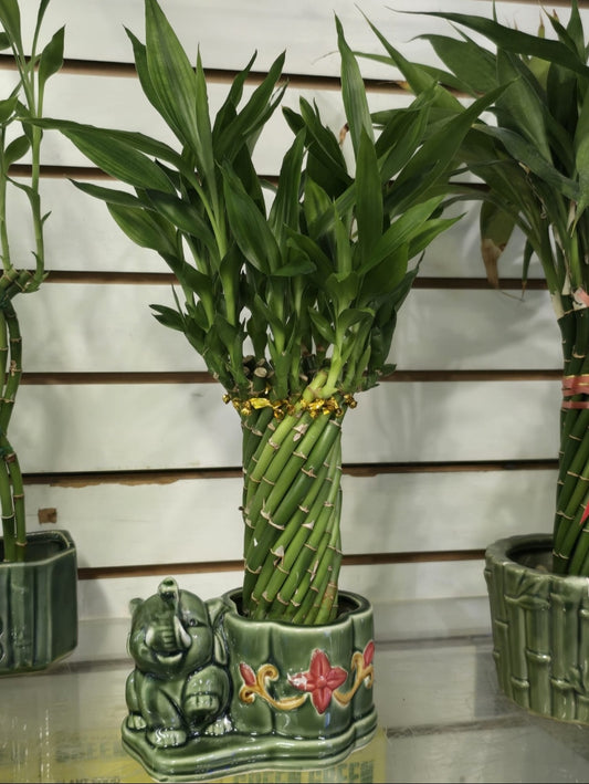 easy care Bamboo spiral base decoration for living room