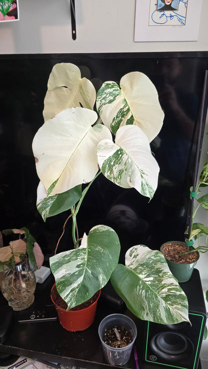 Monstera 'Albo' White Marble Halfmoon Variegated Rare Plant-Exact Plant Dec 25, 2024