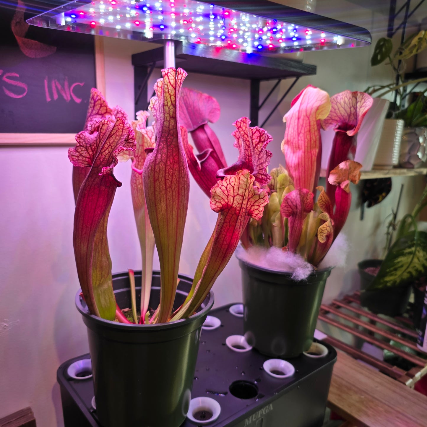 Sarracenia oreophila in 5 inch pot carnivorous plant
