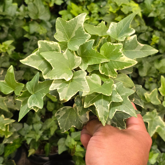 Common Ivy Variegated Hedera helix in 4 inch pot