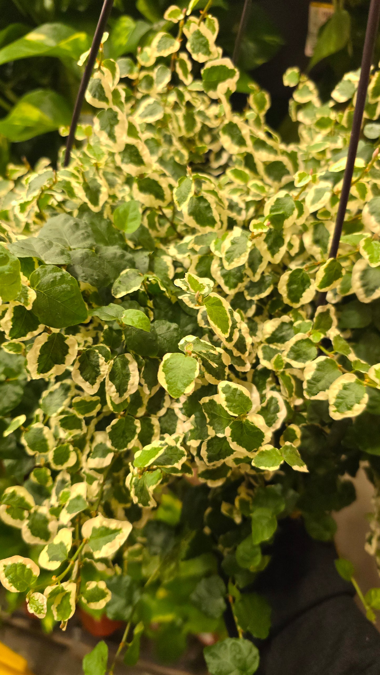 Climbing Fig Variegated in 8 inch pot - outdoor live plant