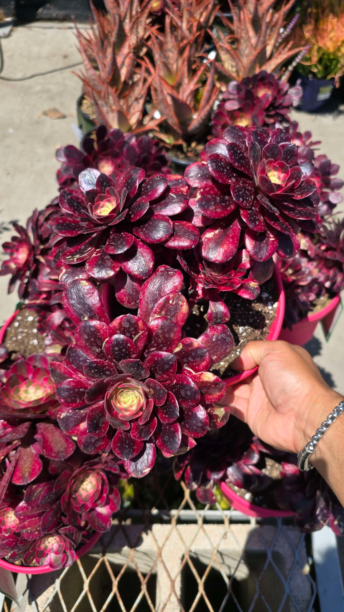 Aeonium Medusa Succulent Plant in 6 inch | Variegated Live Plant | Spiral Rosette | Rare Succulent Indoor or Outdoor | Easy Care | Drought Tolerant